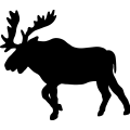 (image for) Moose 11 =