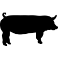 (image for) Pig 21 _