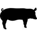 (image for) Pig 22 _
