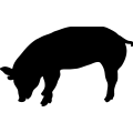 (image for) Pig 23 _