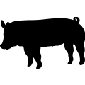 (image for) Pig 25 =
