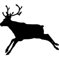 (image for) Reindeer 25 =