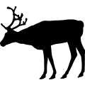 (image for) Reindeer 33 =