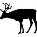 (image for) Reindeer 37 =