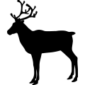 (image for) Reindeer 43 =
