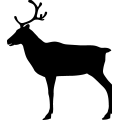 (image for) Reindeer 44 _
