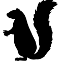 (image for) Squirrel 14 _