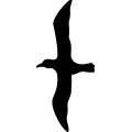 (image for) Albatross _