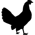 (image for) Rooster 8 _