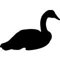 (image for) Swan 11 _
