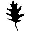 (image for) Leaf 12 _