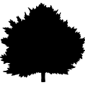 (image for) Hemlock Tree _
