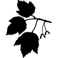 (image for) Maple Tree Leaf _