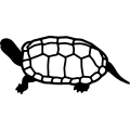 (image for) Turtle 007 =