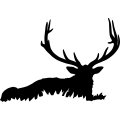 (image for) Bull Elk 005 _