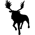 (image for) Moose 014 _