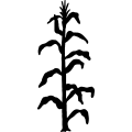 (image for) Corn Plant =