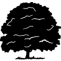 (image for) Oak Tree 4 =