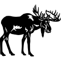 (image for) Moose 018 =