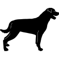 (image for) Rottweiler 5 ~