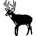 (image for) Whitetail Deer 1 =