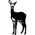 (image for) Whitetail Deer =