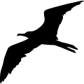 (image for) Frigate Bird 3 _