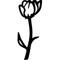 (image for) Tulip 004 =