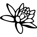 (image for) Water Lily =