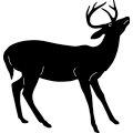 (image for) Whitetail Deer 154 ~