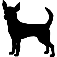 (image for) Chihuahua 10 _