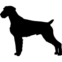 (image for) German Wirehaired Pointer =