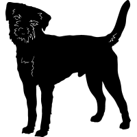 (image for) Border Terrier =