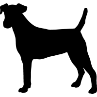 (image for) Smooth Fox-terrier _
