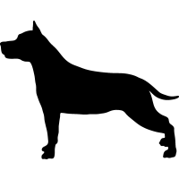 (image for) Staffordshire Terrier _