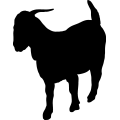 (image for) Boer Goat 11a _