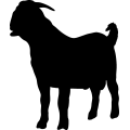 (image for) Boer Goat 5a _