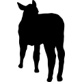 (image for) Cow 15 _
