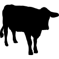 (image for) Cow 28 _