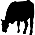(image for) Cow 42 _