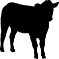 (image for) Cow 48 _