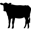 (image for) Cow 64 =