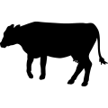 (image for) Cow 74 _