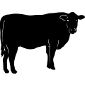 (image for) Cow 79 =