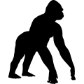(image for) Gorilla 1 =