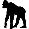(image for) Gorilla 5 =