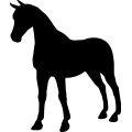 (image for) Horse 81 _