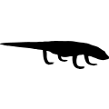 (image for) Komodo Dragon 1 _
