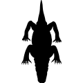 (image for) Komodo Dragon 3 _