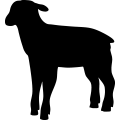 (image for) Lamb 1 _